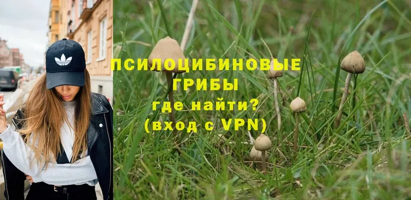 как найти закладки  Дудинка  Псилоцибиновые грибы Psilocybine cubensis 